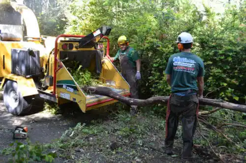 tree services Belle Fontaine